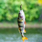 Fish on a hook with a blurred natural background